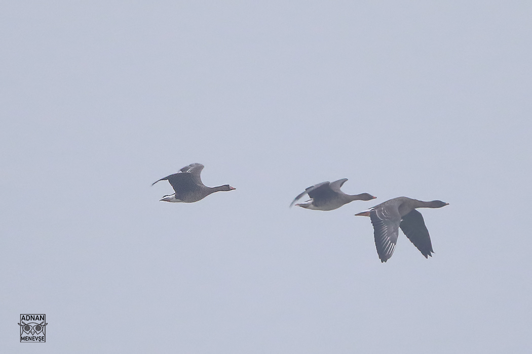 Lesser White-fronted Goose